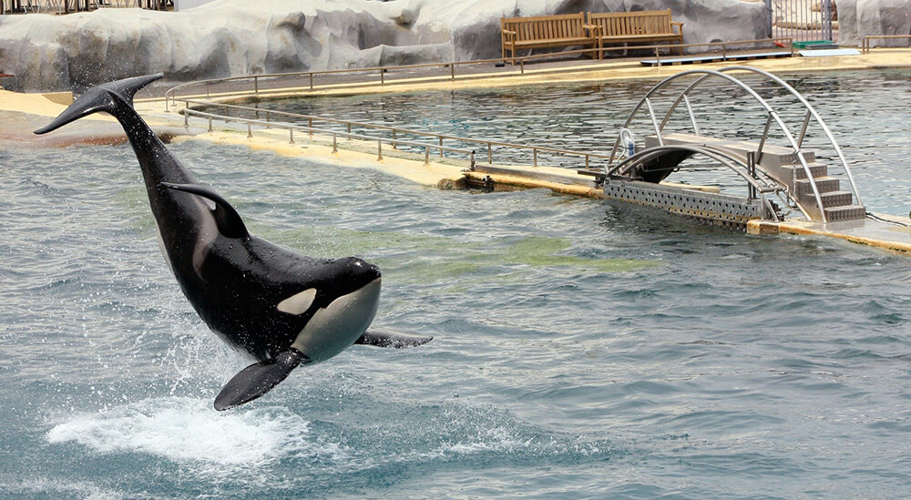 Killer whale performing at Marineland of Canada