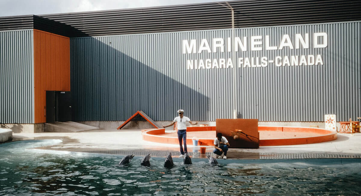 Marineland show picture, showing dolphins and their coaches during performance
