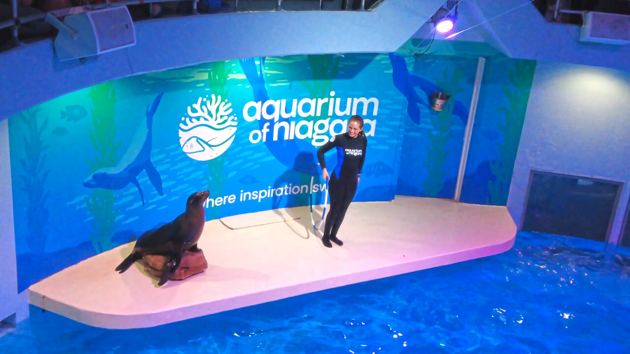 a live performance of a seal and its adorable trainer